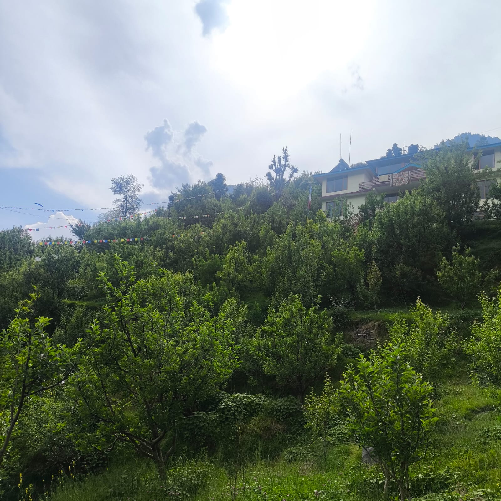 Apple Picking in Bashing & Naggar Orchards in Kullu, Himachal Pradesh